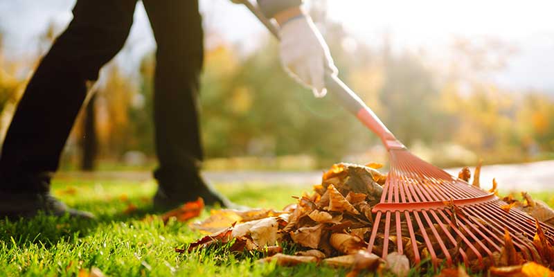 Yard Cleanups Services