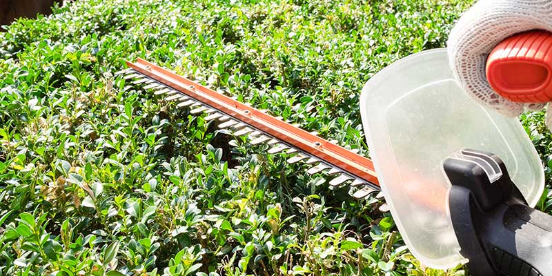 Pruning Services