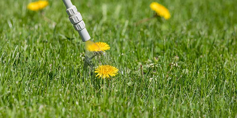Weed Control Services
